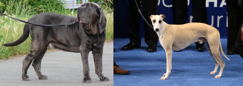 Whippet vs Neapolitan Mastiff - Breed Comparison