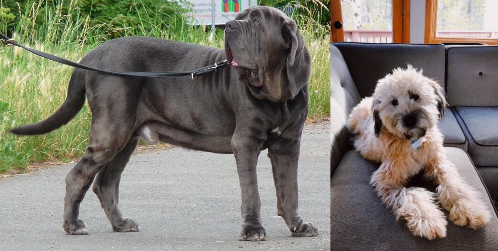 Whoodles vs Neapolitan Mastiff - Breed Comparison