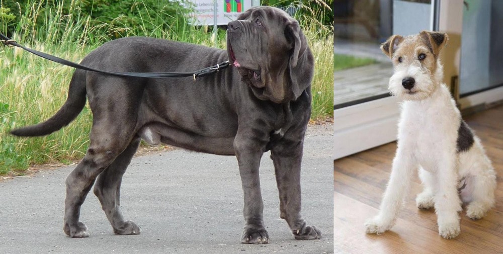 Wire Fox Terrier vs Neapolitan Mastiff - Breed Comparison