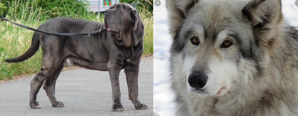 Wolfdog vs Neapolitan Mastiff - Breed Comparison