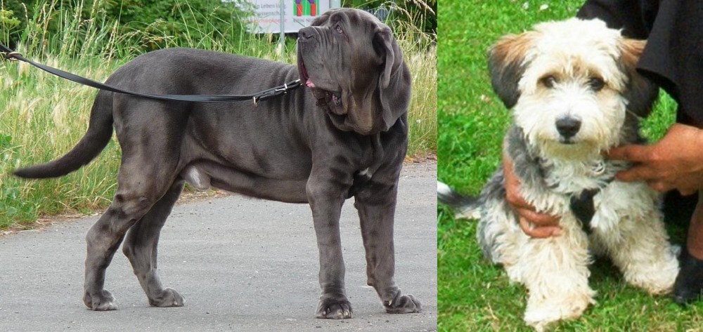 Yo-Chon vs Neapolitan Mastiff - Breed Comparison