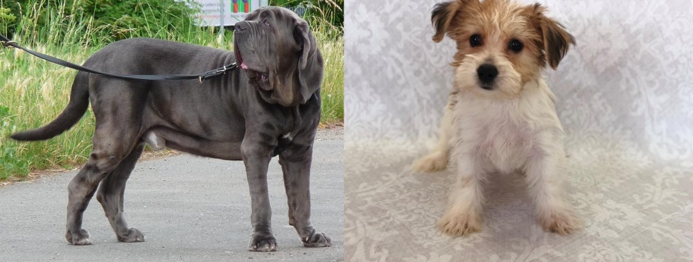 Yochon vs Neapolitan Mastiff - Breed Comparison