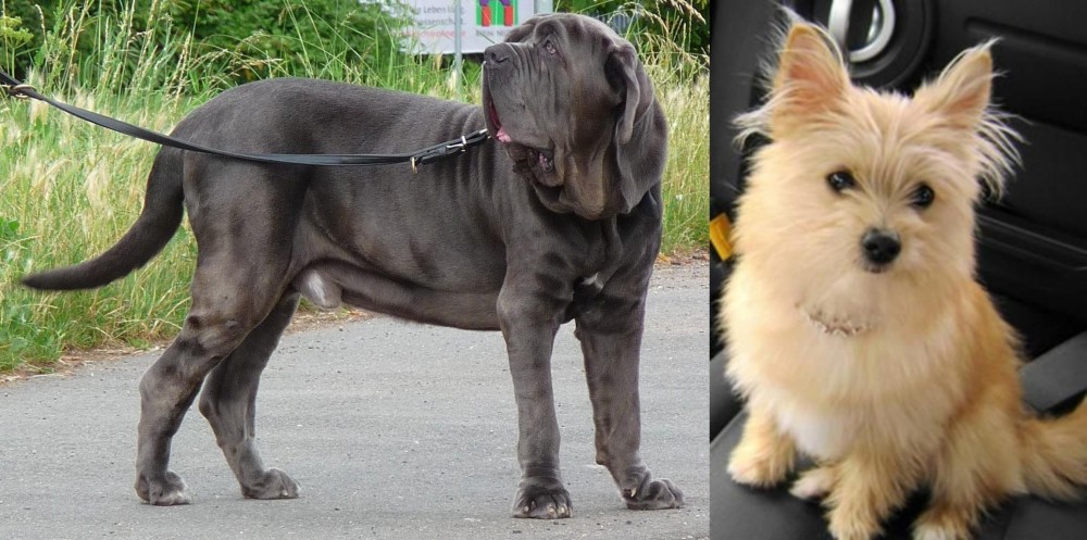 Yoranian vs Neapolitan Mastiff - Breed Comparison