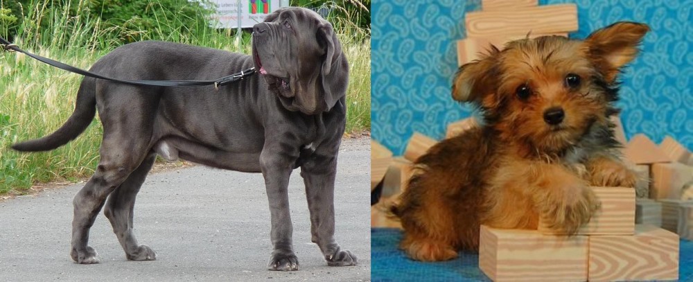Yorkillon vs Neapolitan Mastiff - Breed Comparison