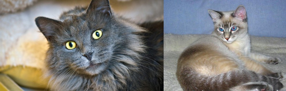 Tiger Cat vs Nebelung - Breed Comparison