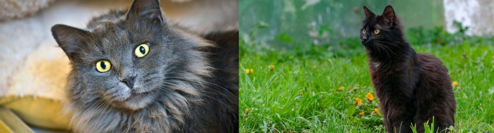 York Chocolate Cat vs Nebelung - Breed Comparison