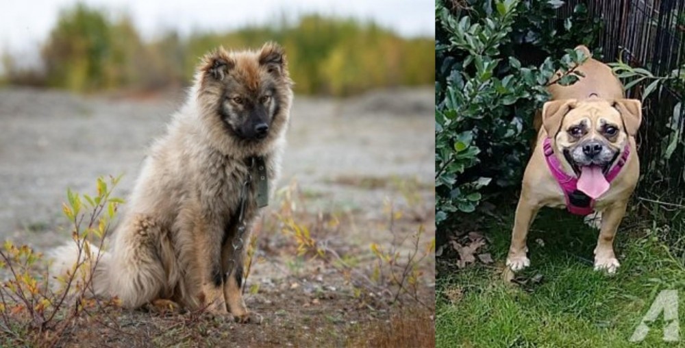Beabull vs Nenets Herding Laika - Breed Comparison