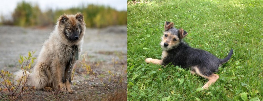 Schnorkie vs Nenets Herding Laika - Breed Comparison