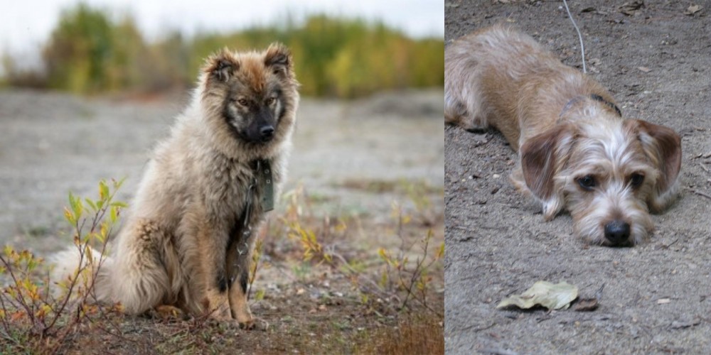 Schweenie vs Nenets Herding Laika - Breed Comparison