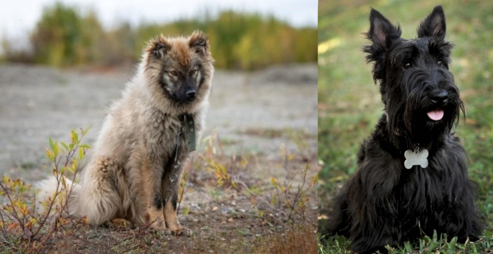 Scoland Terrier vs Nenets Herding Laika - Breed Comparison