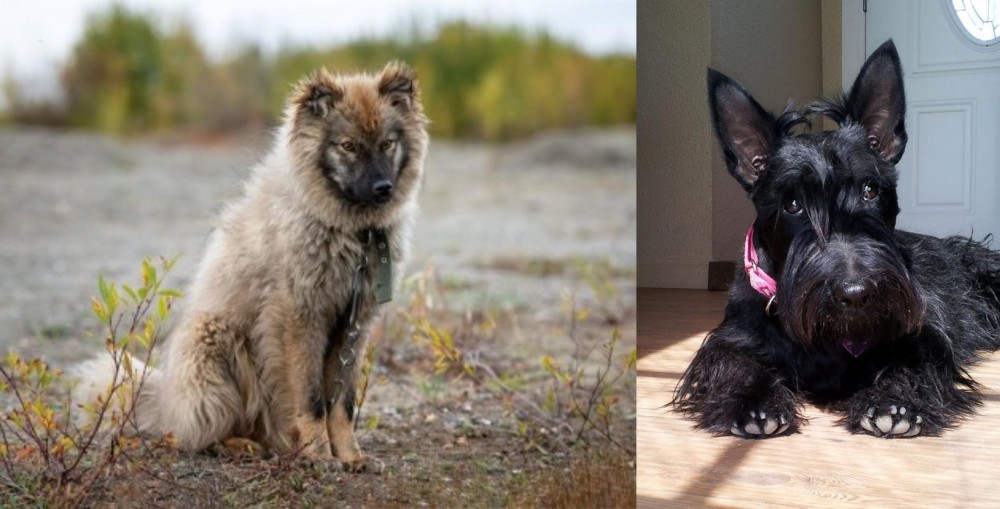 Scottish Terrier vs Nenets Herding Laika - Breed Comparison