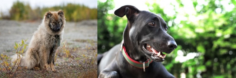 Shepard Labrador vs Nenets Herding Laika - Breed Comparison