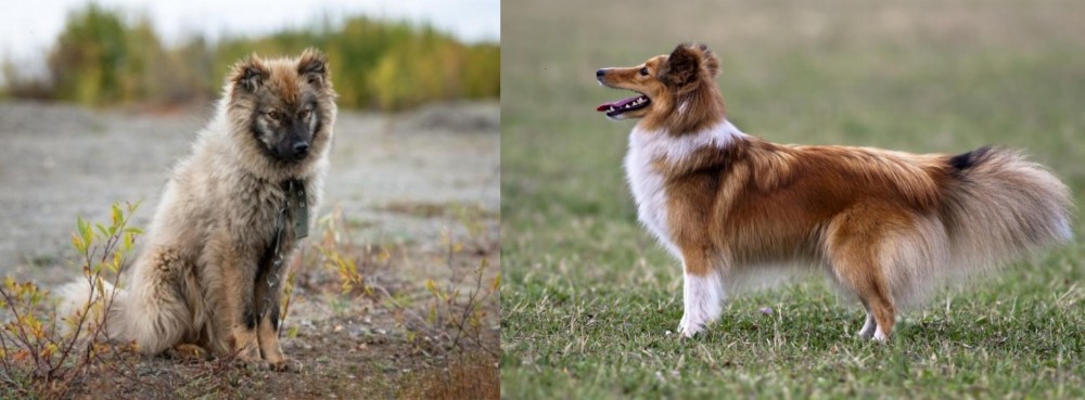Shetland Sheepdog vs Nenets Herding Laika - Breed Comparison