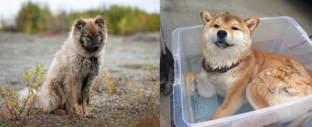 Shiba Inu vs Nenets Herding Laika - Breed Comparison
