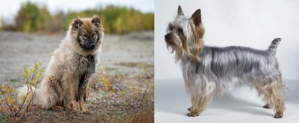 Silky Terrier vs Nenets Herding Laika - Breed Comparison