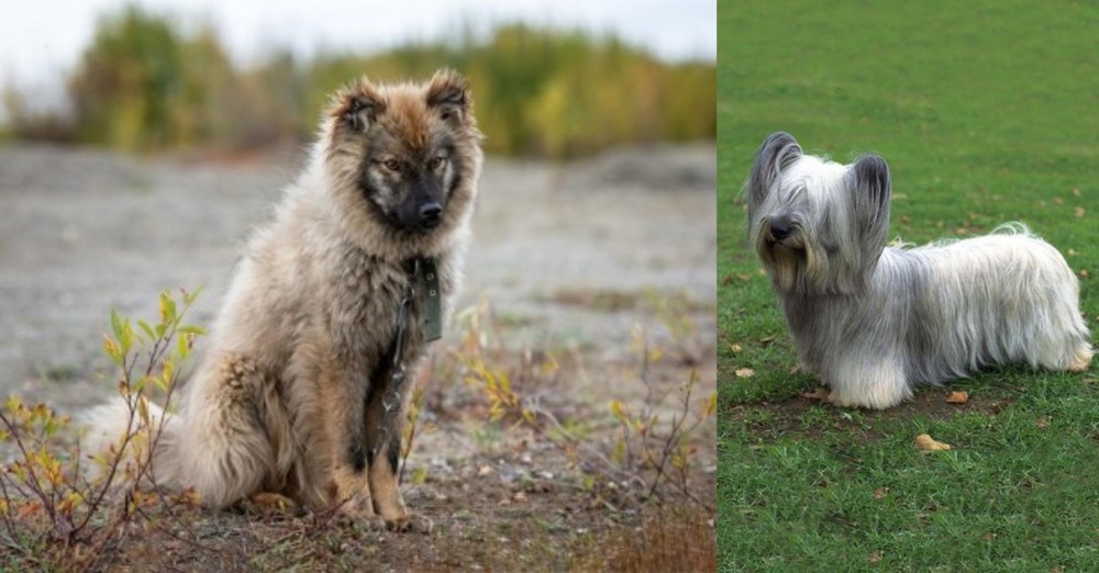 Skye Terrier vs Nenets Herding Laika - Breed Comparison
