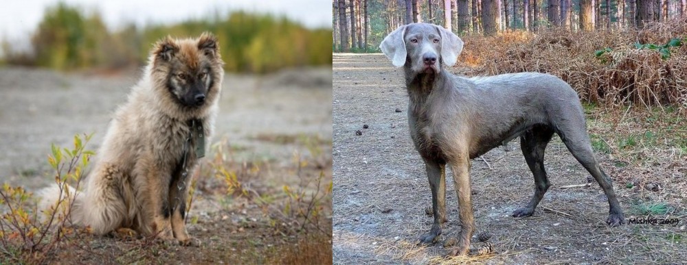 Slovensky Hrubosrsty Stavac vs Nenets Herding Laika - Breed Comparison