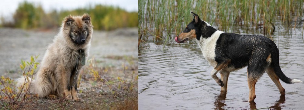 Smooth Collie vs Nenets Herding Laika - Breed Comparison