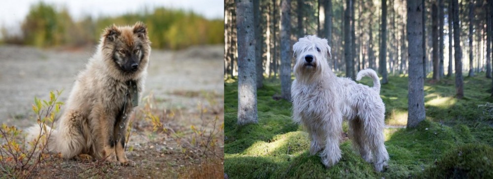 Soft-Coated Wheaten Terrier vs Nenets Herding Laika - Breed Comparison