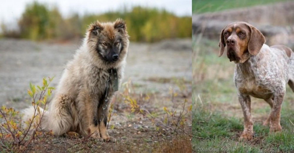 Spanish Pointer vs Nenets Herding Laika - Breed Comparison
