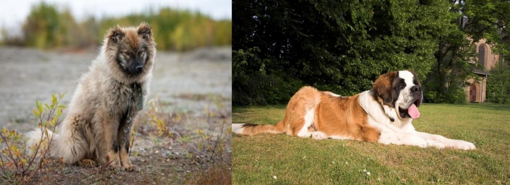 St. Bernard vs Nenets Herding Laika - Breed Comparison