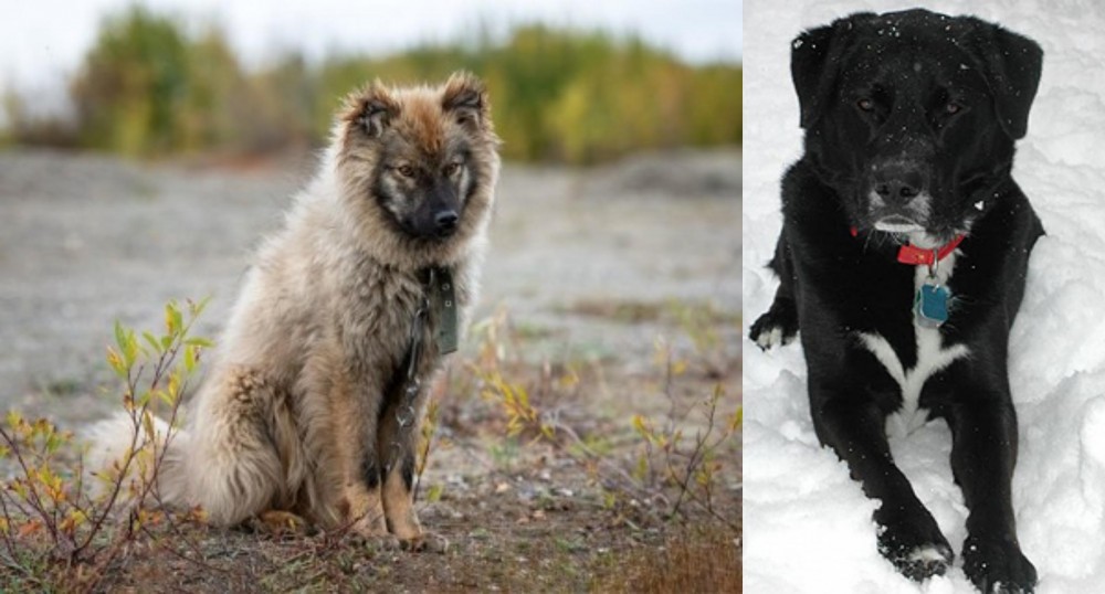 St. John's Water Dog vs Nenets Herding Laika - Breed Comparison