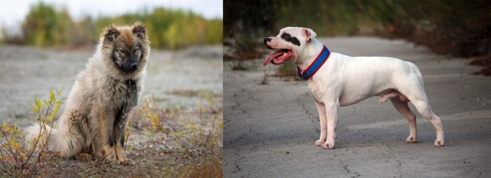 Staffordshire Bull Terrier vs Nenets Herding Laika - Breed Comparison