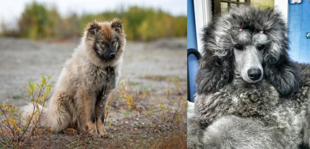 Standard Poodle vs Nenets Herding Laika - Breed Comparison