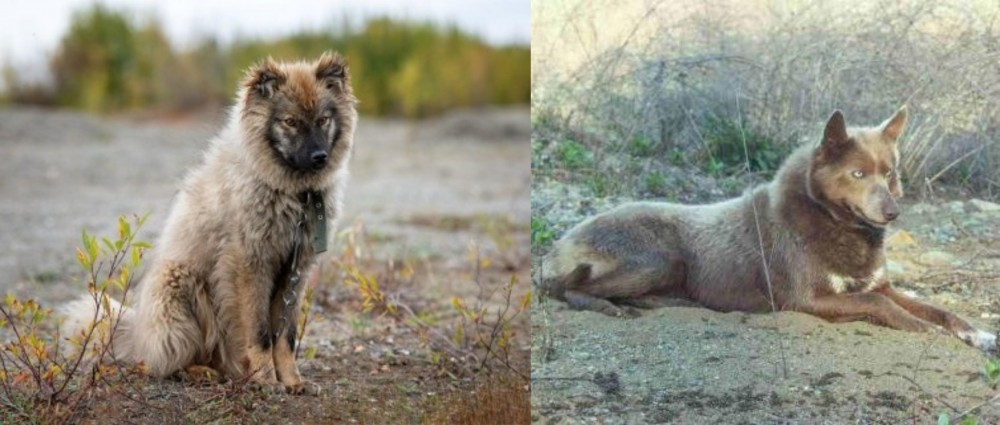 Tahltan Bear Dog vs Nenets Herding Laika - Breed Comparison