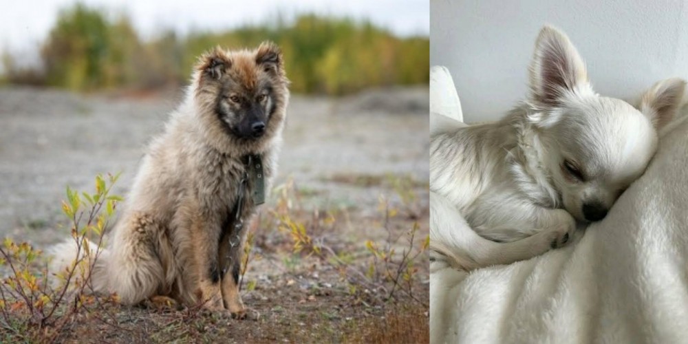Tea Cup Chihuahua vs Nenets Herding Laika - Breed Comparison