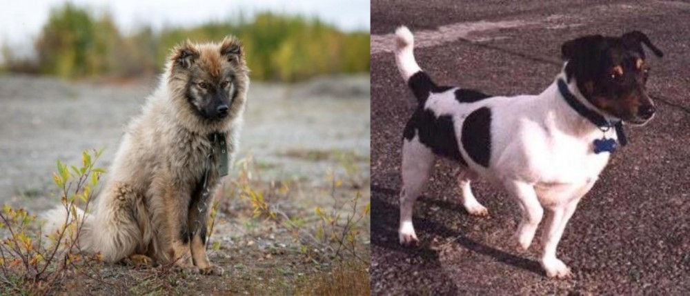 Teddy Roosevelt Terrier vs Nenets Herding Laika - Breed Comparison
