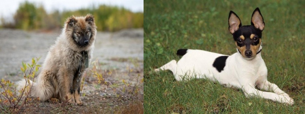 Toy Fox Terrier vs Nenets Herding Laika - Breed Comparison