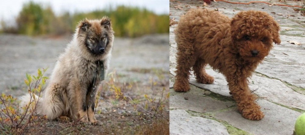 Toy Poodle vs Nenets Herding Laika - Breed Comparison