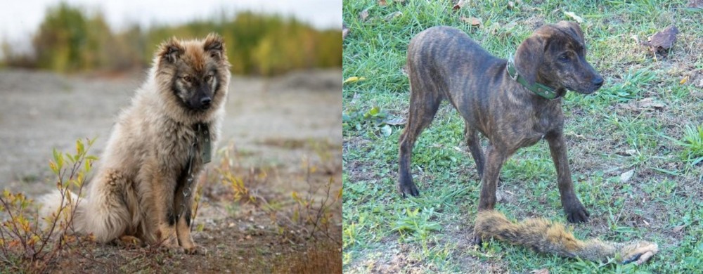 Treeing Cur vs Nenets Herding Laika - Breed Comparison