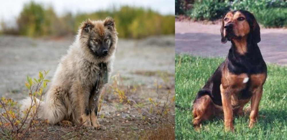 Tyrolean Hound vs Nenets Herding Laika - Breed Comparison