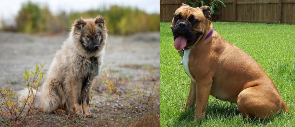 Valley Bulldog vs Nenets Herding Laika - Breed Comparison