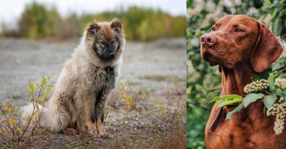Vizsla vs Nenets Herding Laika - Breed Comparison