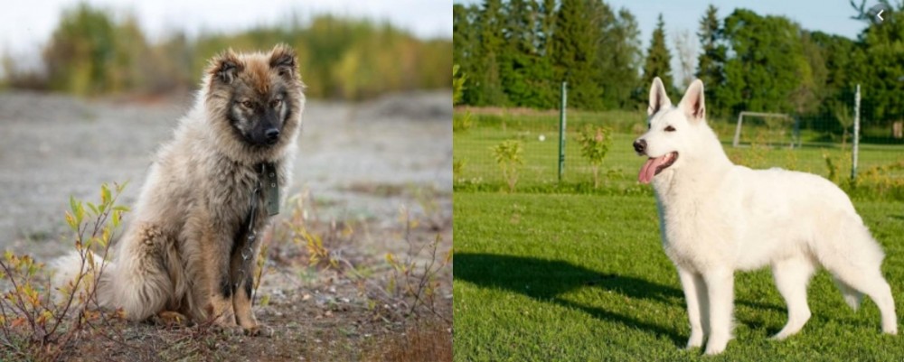 White Shepherd vs Nenets Herding Laika - Breed Comparison