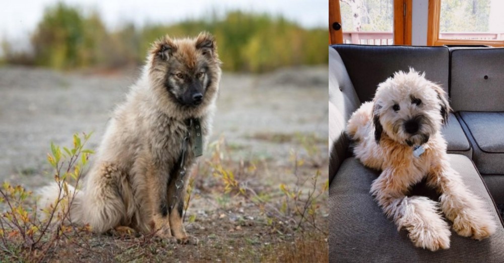 Whoodles vs Nenets Herding Laika - Breed Comparison