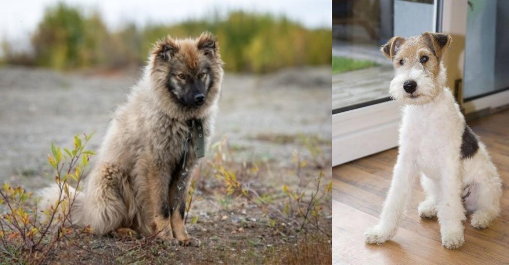 Wire Fox Terrier vs Nenets Herding Laika - Breed Comparison