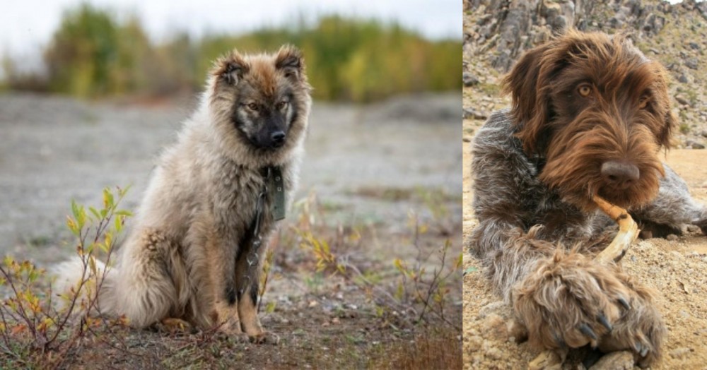 Wirehaired Pointing Griffon vs Nenets Herding Laika - Breed Comparison