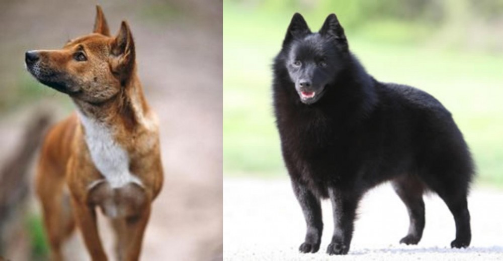 Schipperke vs New Guinea Singing Dog - Breed Comparison