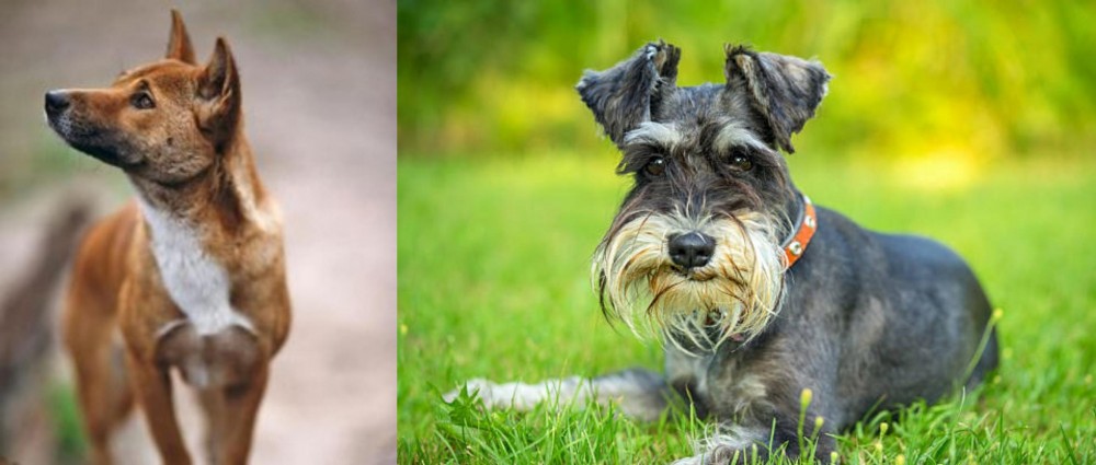Schnauzer vs New Guinea Singing Dog - Breed Comparison