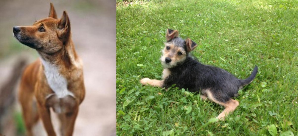 Schnorkie vs New Guinea Singing Dog - Breed Comparison