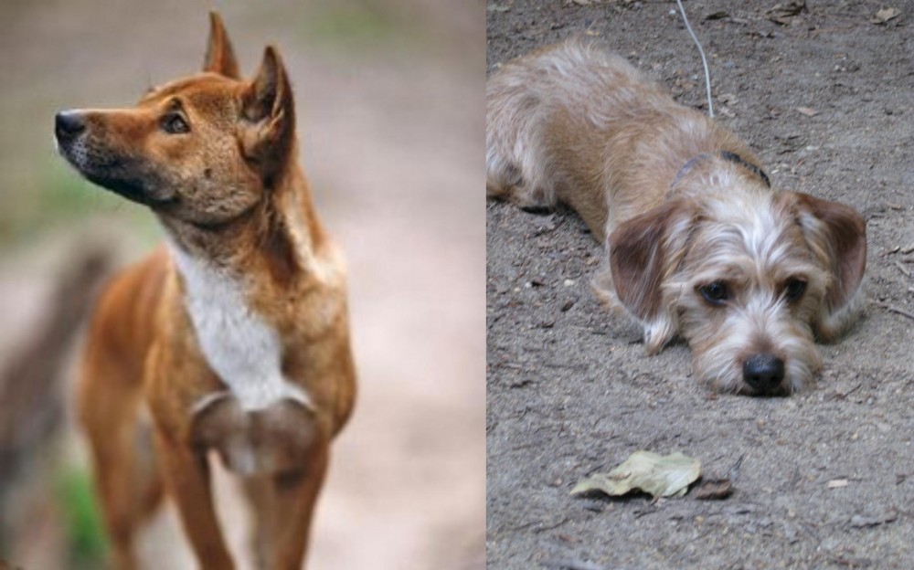Schweenie vs New Guinea Singing Dog - Breed Comparison
