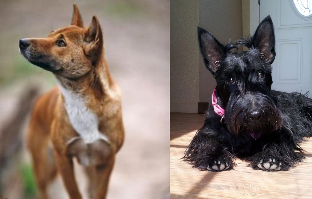 Scottish Terrier vs New Guinea Singing Dog - Breed Comparison