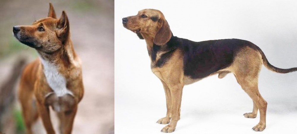 Serbian Hound vs New Guinea Singing Dog - Breed Comparison