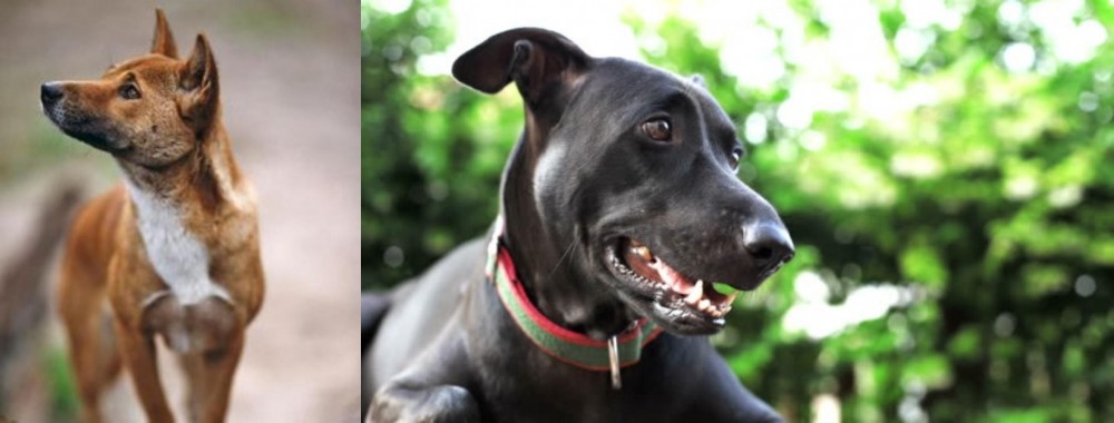 Shepard Labrador vs New Guinea Singing Dog - Breed Comparison