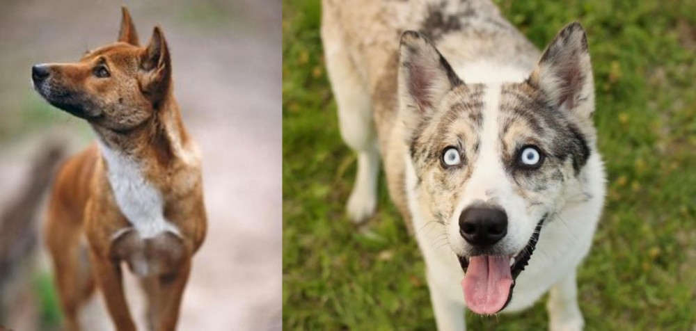 Shepherd Husky vs New Guinea Singing Dog - Breed Comparison