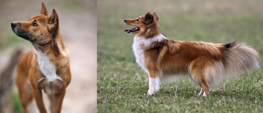 Shetland Sheepdog vs New Guinea Singing Dog - Breed Comparison